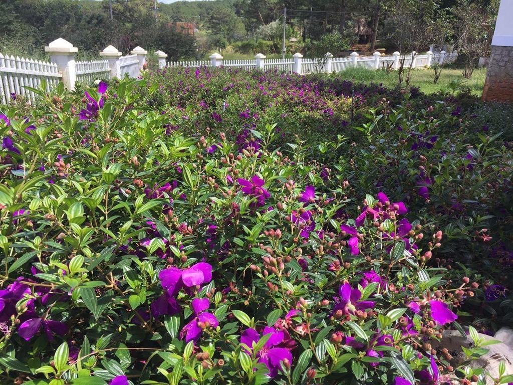Romeo & Juliet Guesthouse Dalat エクステリア 写真